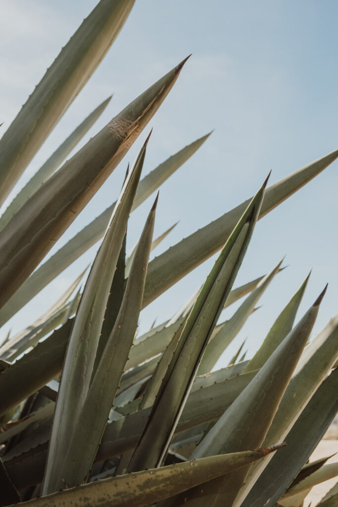 proclameren kun je leren